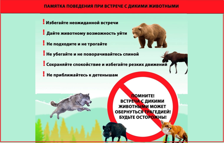 Правила поведения при встрече с дикими животными: как избежать трагедии.